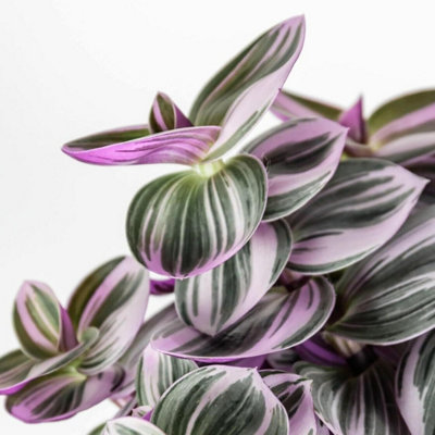 Carbeth Plants Tradescantia NanoukFantasy Venice Plant In 7Cm PotIndoor Plants from B&Q