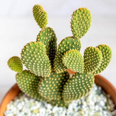 Carbeth Plants Opuntia Microdasys Bunny Ears Cactus In 8.5Cm PotIndoor Cactus Plant from B&Q