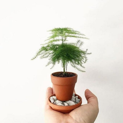 Carbeth Plants Asparagus FernAsparagus Plumosus Plan 7Cm Pot from B&Q