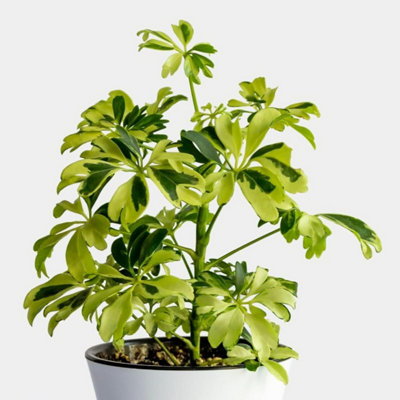 Carbeth Plants 2 X Schefflera Arboricola JanineDwarf Umbrella Plant In 8Cm PotIndoor Houseplant from B&Q