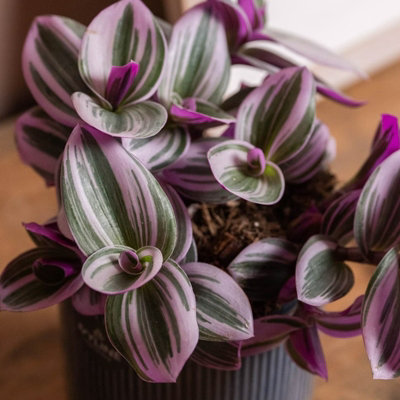 Carbeth Plants Tradescantia NanoukFantasy Venice In 12Cm PotColourful And Low Maintenance
