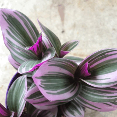 Carbeth Plants Tradescantia NanoukFantasy Venice In 5.5Cm PotColourful & Low Maintenance from B&Q