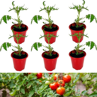 Carbeth Plants 6 X Tomato Plants 'shirley F1'- Growing Plants In 9Cm PotsIdeal For Beginners from B&Q
