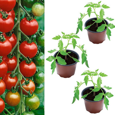 Carbeth Plants 3 X Tomato Plants 'gardeners Delight'- Growing Plants In 9Cm Pots from B&Q