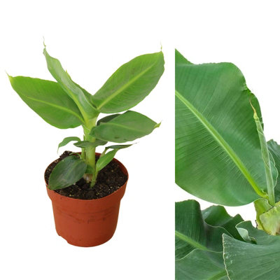 Carbeth Plants Musa Acuminata Banana PlantHouseplant In 12Cm PotFast Growing from B&Q