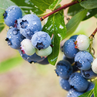 Carbeth Plants Blueberry Patriot PlantVaccinium In 9Cm PotReady To Plant from B&Q