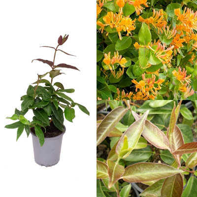 Carbeth Plants Lonicera Copper BeautyScented Honeysuckle PlantClimbing Plant In A 9Cm Pot from B&Q