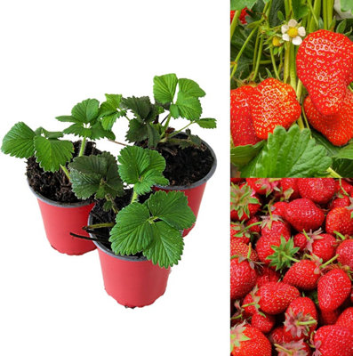 Carbeth Plants 6 X Strawberry Elsanta Fruit Plants In 9Cm PotsGrow Your Own from B&Q