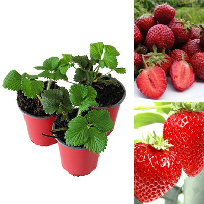 Carbeth Plants 3 X Strawberry Honeoye Fruit PlantsHardy Garden Bushes In 9Cm Pots from B&Q
