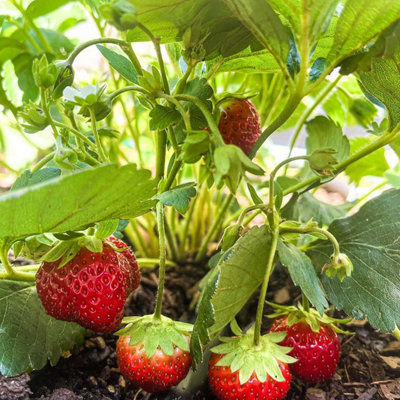 Carbeth Plants 6 X Strawberry Red Gauntlet Fruit PlantsHardy Garden Bushes In 9Cm PotsGrow Your Own from B&Q