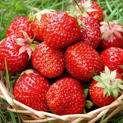 Carbeth Plants 6 X Strawberry Sweetheart Fruit Plants In 9Cm PotsGrow Your Own from B&Q