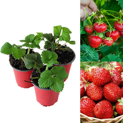 Carbeth Plants Strawberry Mixed Fruit PlantsHardy Garden Bushes In 9Cm Pots from B&Q