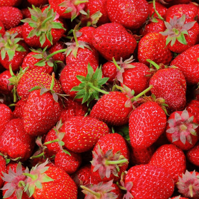 Carbeth Plants 6 X Strawberry Mixed Fruit Plants In 9Cm PotsGrow Your Own from B&Q