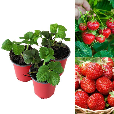 Carbeth Plants 3 X Strawberry Mixed Fruit PlantsHardy Garden Bushes In 9Cm PotsGrow Your Own from B&Q