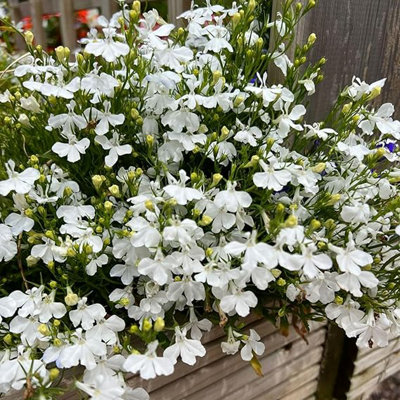 Carbeth Plants Lobelia WhiteSemi-Trailing Variety In 9Cm PotIdeal For Baskets & Pots from B&Q