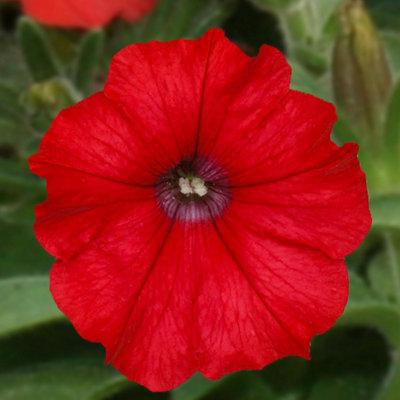 Carbeth Plants Petunia Surfinia Deep RedTrailing Variety In 9Cm Pot from B&Q