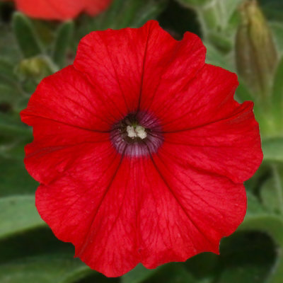 Carbeth Plants 3 X Petunia Surfinia Deep RedSemi-Trailing Variety In 9Cm PotsIdeal For Baskets And Patio Planters from B&Q