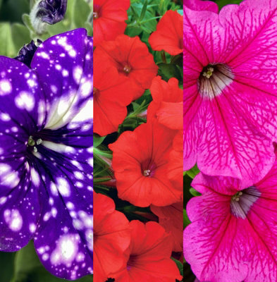 Carbeth Plants Petunia 3 Mixed Plants In 9Cm PotsNight SkyDeep Red & Hot PinkIdeal For Baskets And Patio Planters from B&Q