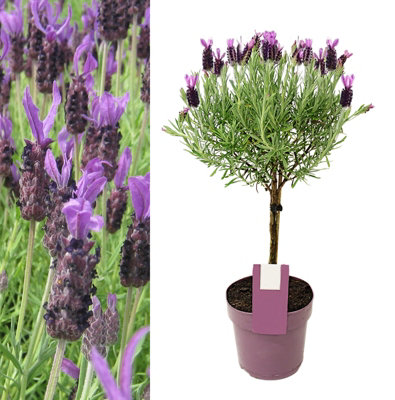 Carbeth Plants Lavender Anouk Lollipop Tree In 15Cm PotLavandula Stoechas Anouk On StemAromatic Plant For Patio Pots from B&Q