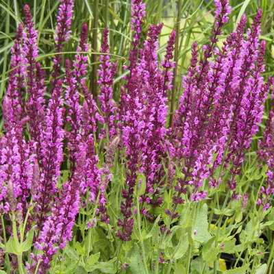 B&Q -  Salvia Pink InspirationFull Hardy Perennial In 9Cm PotSummer Flowering