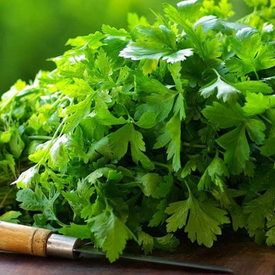 Carbeth Plants 3 X Parsley French Flat Leaf In 9Cm PotsPerfect For Culinary Use from B&Q