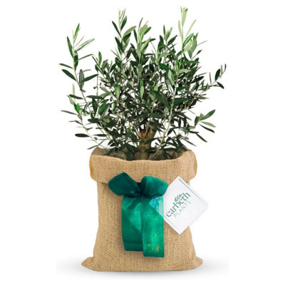 Carbeth Plants Olive Tree 'olea Europaea' In 14Cm Pot With Hessian Gift WrapGift Card IncludedOutdoor Fruit Tree from B&Q