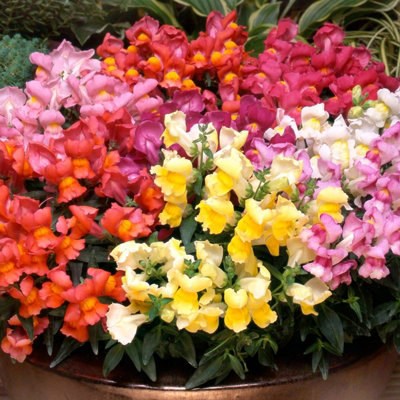 Carbeth Plants Antirrhinum (Snapdragon) Mix12 Pack2 Trays Of 6 PlantsSummer Colour from B&Q