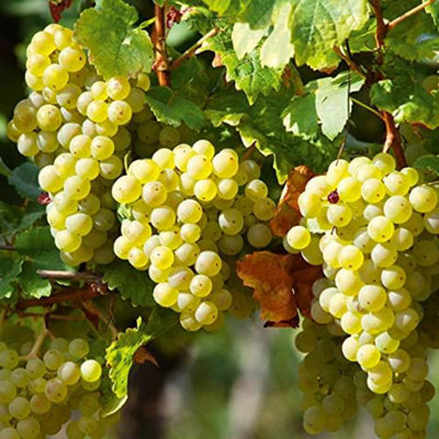Carbeth Plants Grape Plants X 2 'bianca'Grape Plant In 9Cm PotHigh Yielding Grape Vines from B&Q