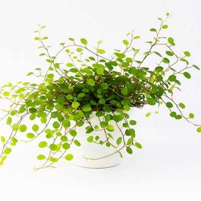 Carbeth Plants 3 X Maidenhair Vine PlantMuehlenbeckia Complexa Plants In 13Cm Pots from B&Q