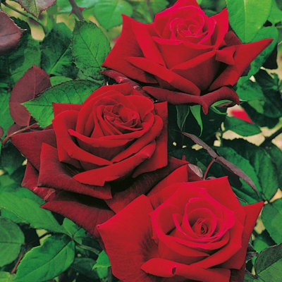 Carbeth Plants Rose Bush Deep SecretFloribunda Red Rose Bush In A 3L Pot from B&Q