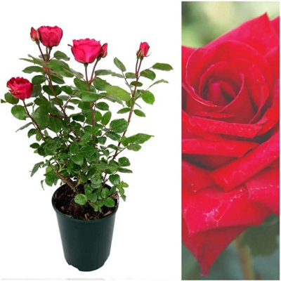 Carbeth Plants 2 X Rose Bush Royal WillliamRed Hybrid Tea Rose Bush In A 3L Pot from B&Q