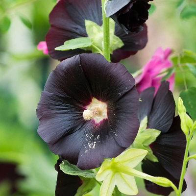 Carbeth Plants 3 X Hollyhock PlantAlcea Rosea Plant In A 13Cm Pot from B&Q