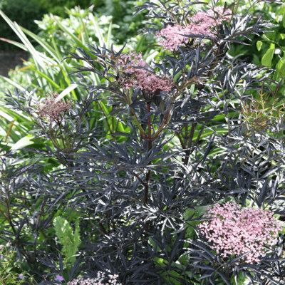 Carbeth Plants 3 X Sambucus Blue Sheen In 9Cm PotsElderberry PlantsDeciduous Shrubs from B&Q