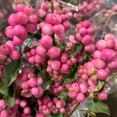 B&Q -  Symphoricarpos 'magical Candy'Snowberry In 9Cm PotPink Berries In Autumn