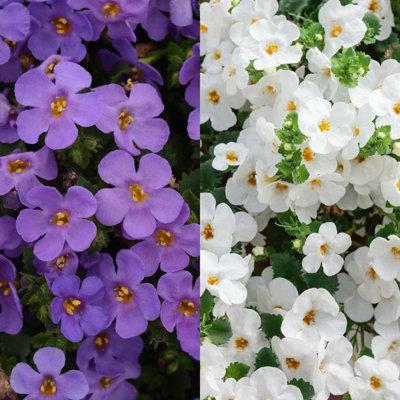 Carbeth Plants 6 X Bacopa 3 Plant MixTrailing Variety In A 9Cm Pot from B&Q