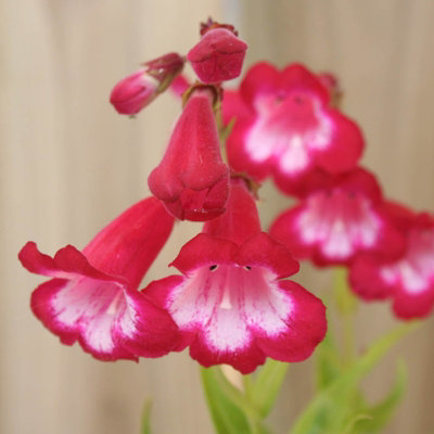 Carbeth Plants Penstemon 'king George V' In 9Cm PotSemi-Evergreen Perennial from B&Q