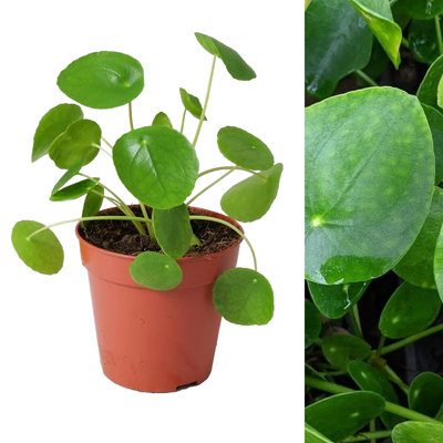 Carbeth Plants 2 X Pilea Peperomioides In 13Cm PotsChinese Money Houseplant Easy To Care For from B&Q