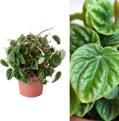 Carbeth Plants Peperomia Caperata 'lilian'  In 12Cm PotIndoor Houseplant from B&Q