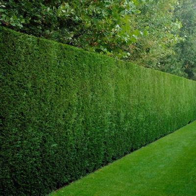 Carbeth Plants 3 X Leylandii Cypress Plant In 9Cm PotEasy To Grow Leyland Outdoor Shrub For GardenEvergreen Fast Growing Privacy Hedging from B&Q