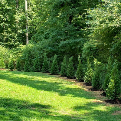 Carbeth Plants 10 X Leylandii Cypress Plant In 9Cm PotEasy To Grow Leyland Outdoor Shrub For GardenEvergreen Fast Growing Privacy Hedging from B&Q