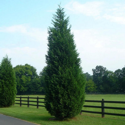 Carbeth Plants 6 X Leylandii Cypress Plant In 9Cm PotEasy To Grow Leyland Outdoor Shrub For GardenEvergreen Fast Growing Privacy Hedging from B&Q
