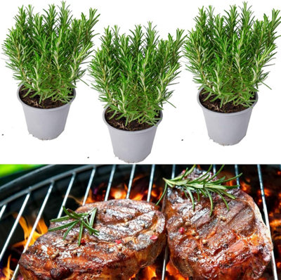 Carbeth Plants 3 X Rosemary Barbeque In 9Cm PotsFresh Rosemary Bbq Plants from B&Q