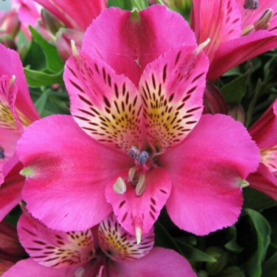 Alstroemeria Inca Goal Plug Plant Hardy Perennial from B&Q
