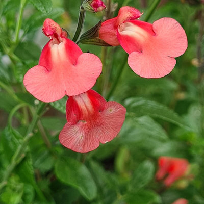 Salvia Regal Salmon 3 Plug Perennial Plants from B&Q