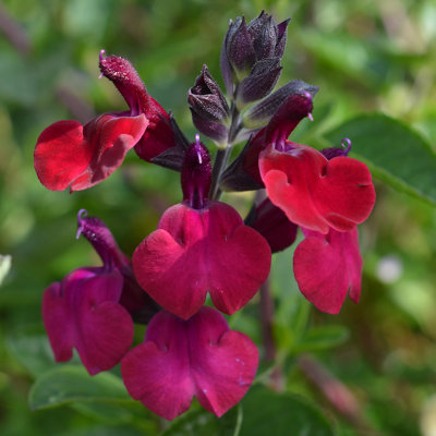 Salvia Royal Velours 3 Plug Plants Perennial Plants from B&Q