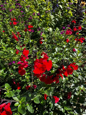 Salvia Royal Bumble 6 Plug Plants Perennial Plants from B&Q