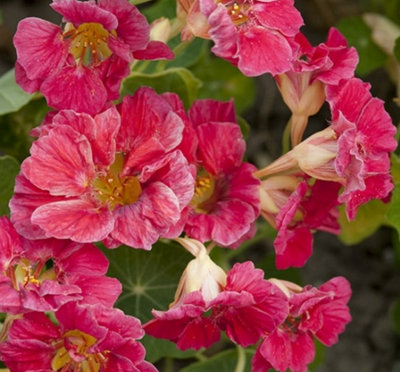 Nasturtium Jewel Cherry Rose 6 Plug Plants Tropaeolum Majus from B&Q
