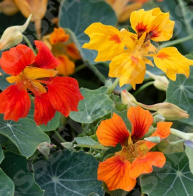 Nasturtium Arizona Mixed 6 Plug Plants Tropaeolum Majus from B&Q