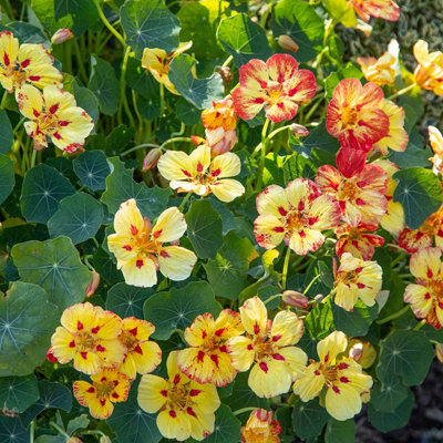 Nasturtium Ice Cream Sundae 6 Plug Plants Tropaeolum Majus from B&Q