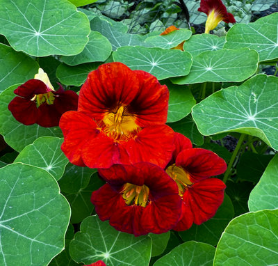 Nasturtium Whirlybird 6 Plug Plants Tropaeolum Majus from B&Q